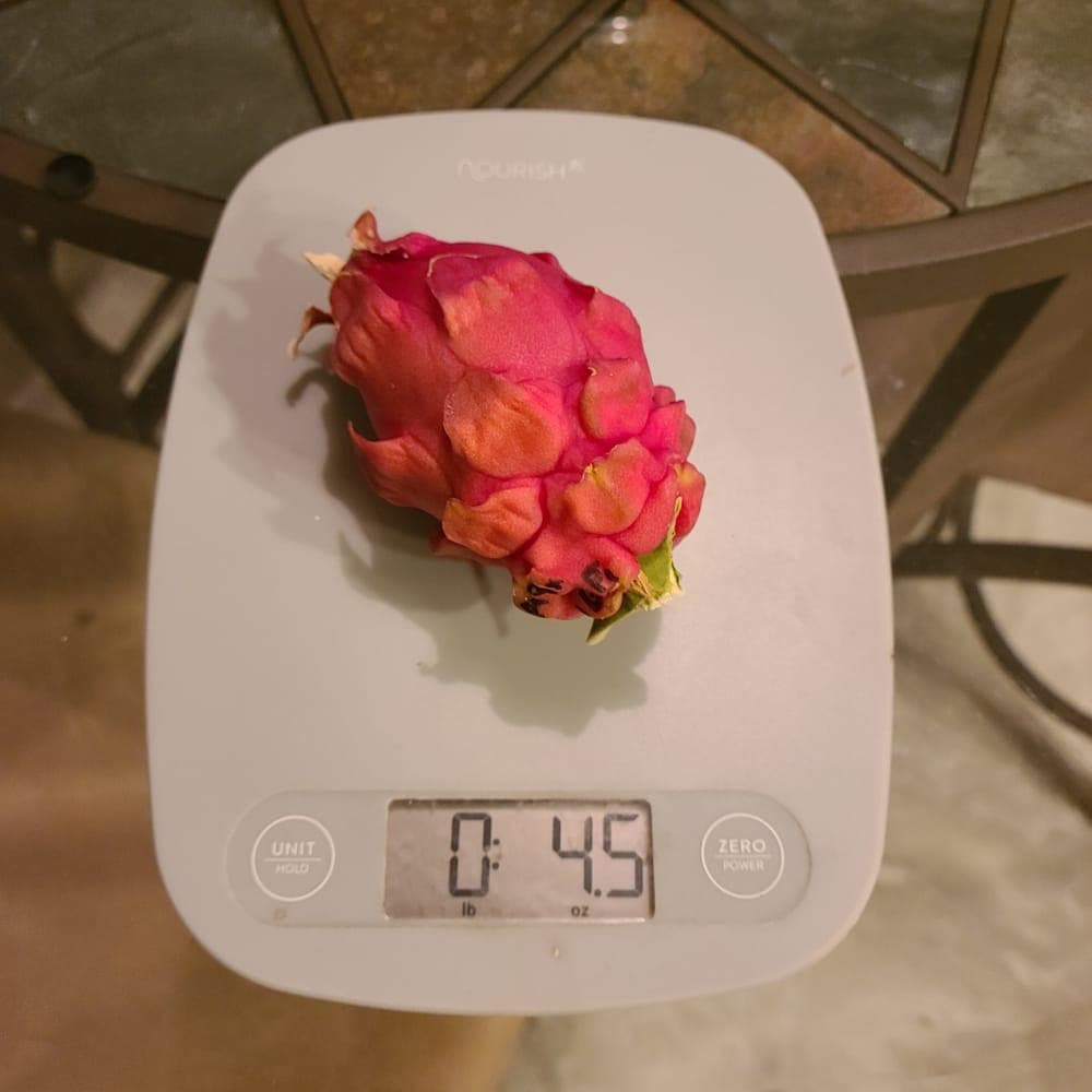 Mega Red Dragon Fruit Cutting