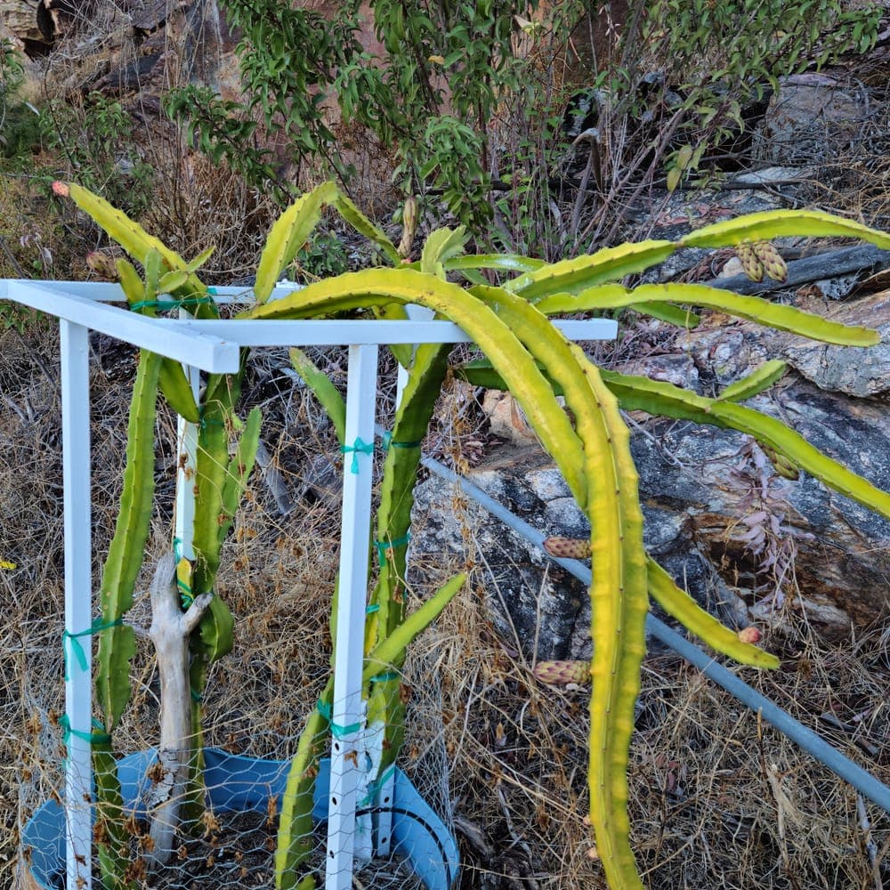 Mega Red Dragon Fruit Cutting
