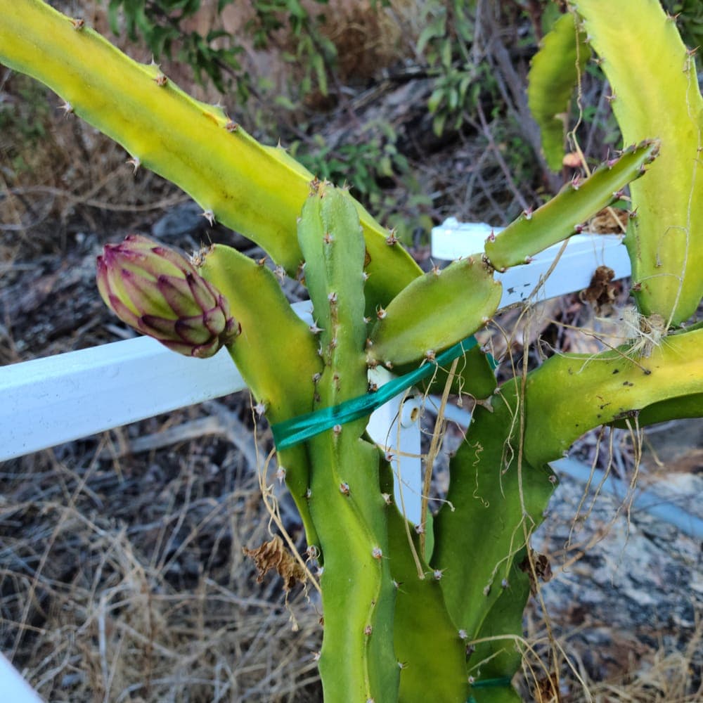 Mega Red Dragon Fruit Cutting