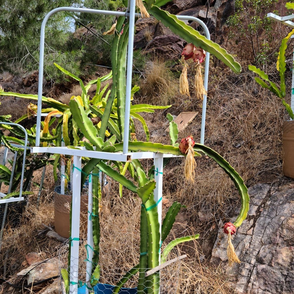 Neon Dragon Fruit Cutting