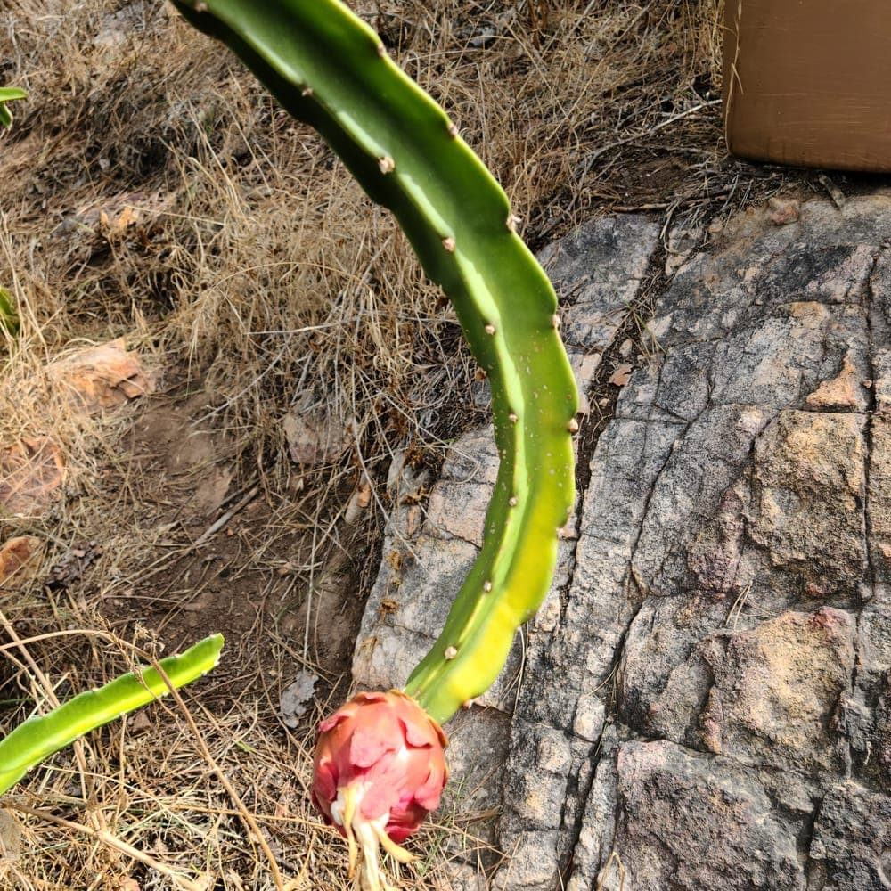 Neon Dragon Fruit Cutting