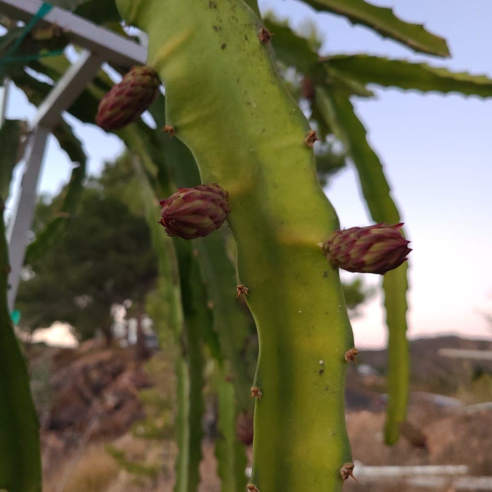 Ohana Express Dragon Fruit Cutting