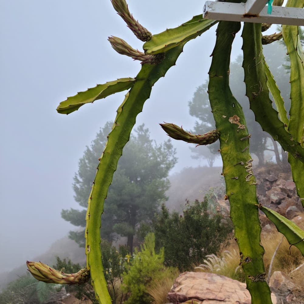 Ohana Express Dragon Fruit Cutting