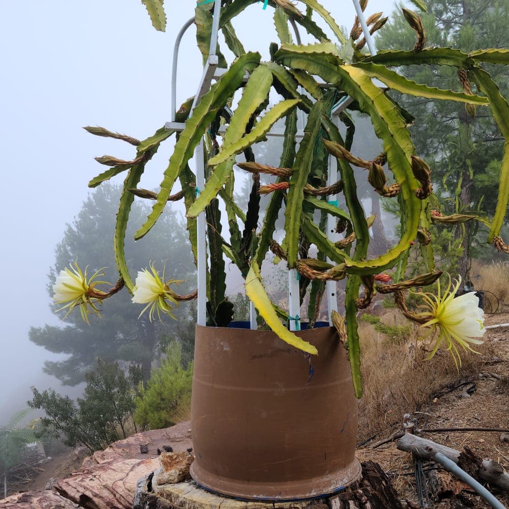 Ohana Express Dragon Fruit Cutting
