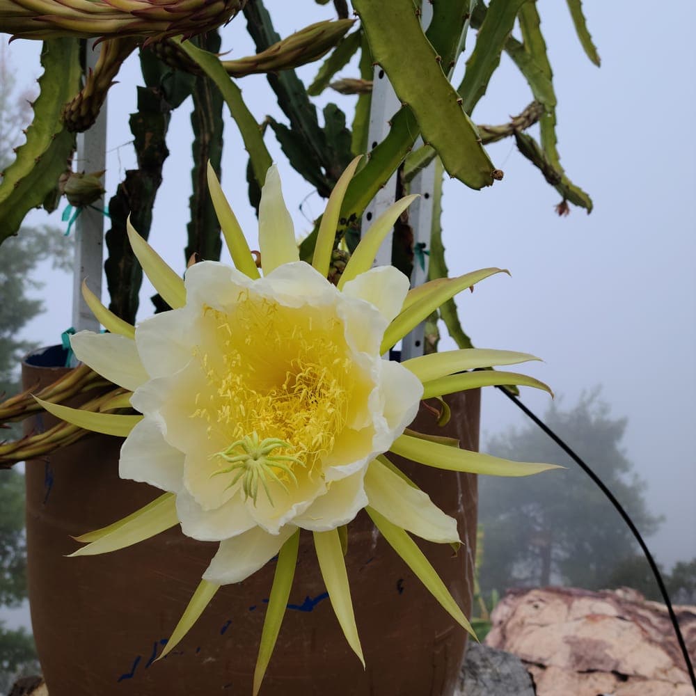 Ohana Express Dragon Fruit Cutting