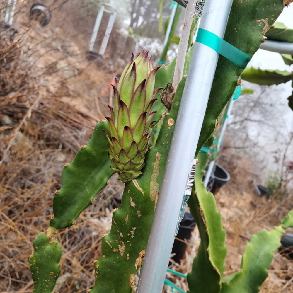 Orange Giant Dragon Fruit Cutting