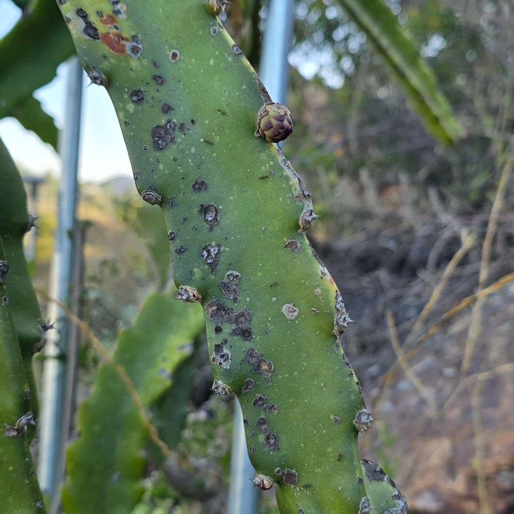 Orange Giant Dragon Fruit Cutting