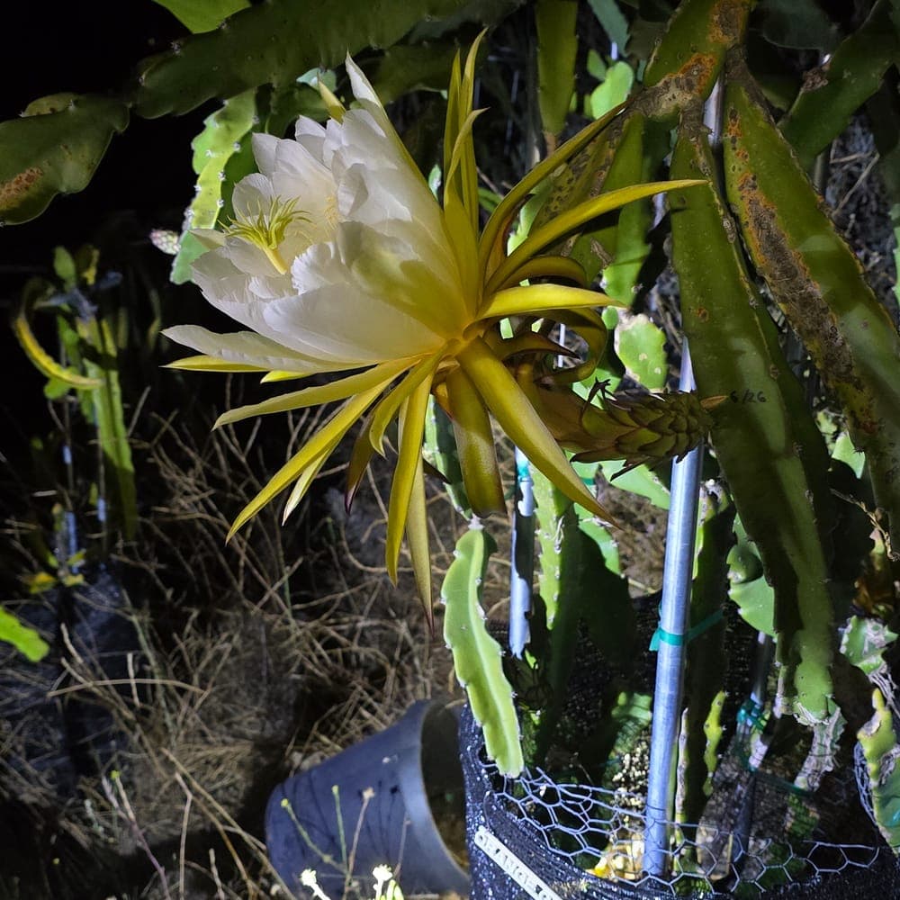 Orange Giant Dragon Fruit Cutting
