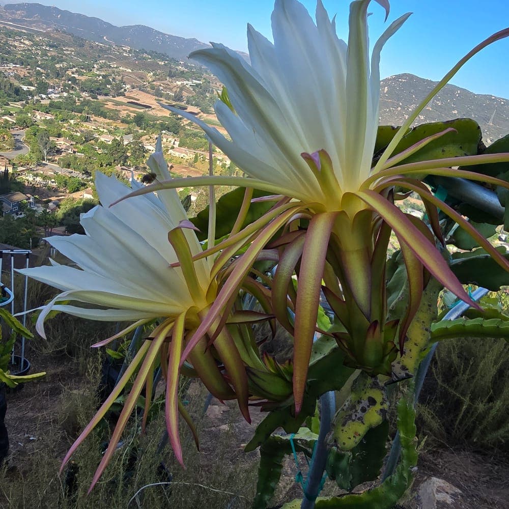 Purple Dawn Dragon Fruit Cutting
