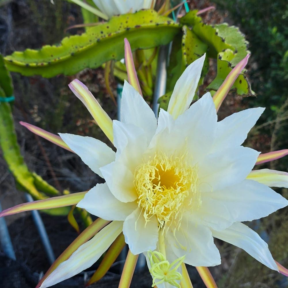 Purple Dawn Dragon Fruit Cutting