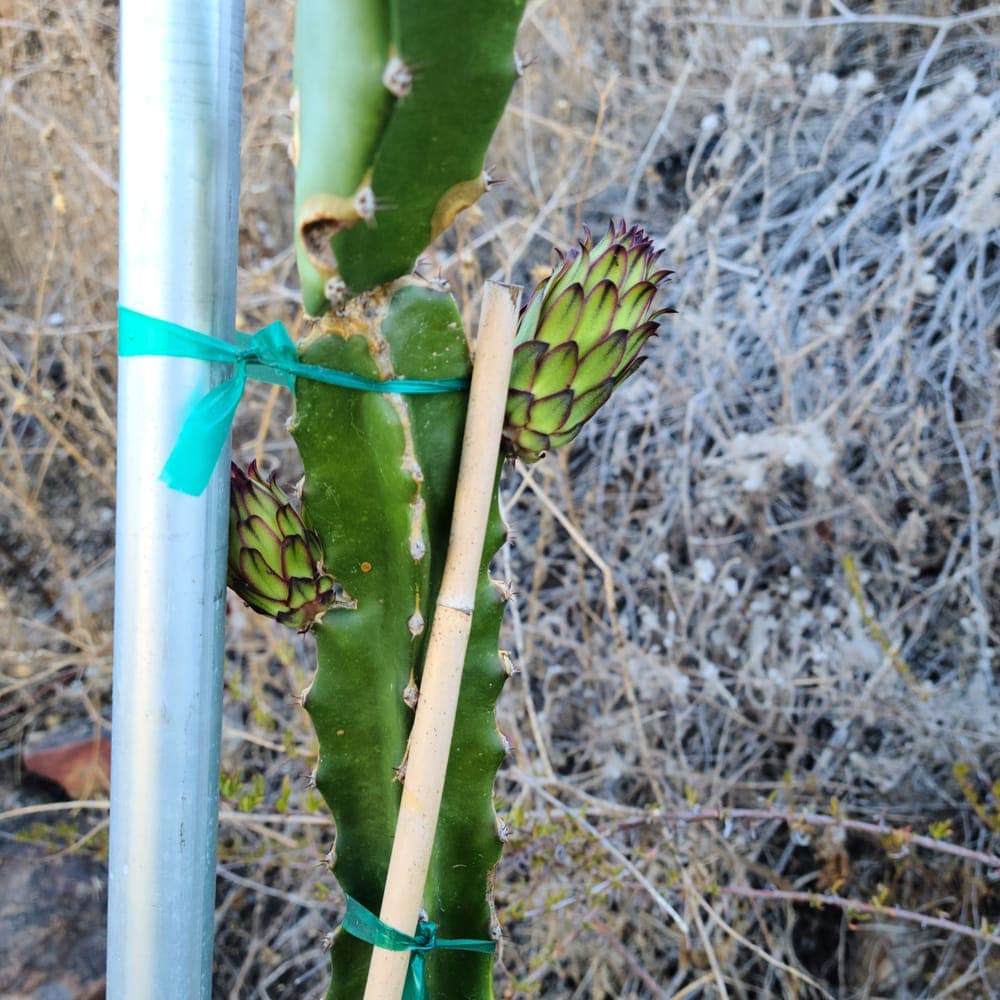 Rainbow Dragon Fruit Cutting
