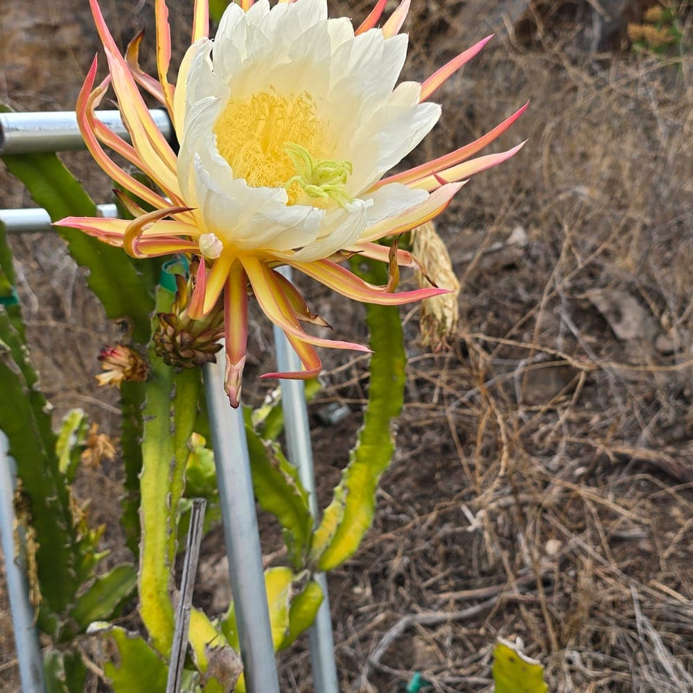 Rainbow Dragon Fruit Cutting