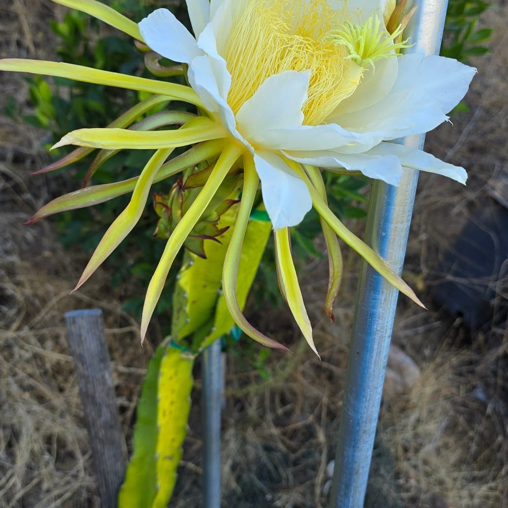 Red Rose Dragon Fruit Cutting
