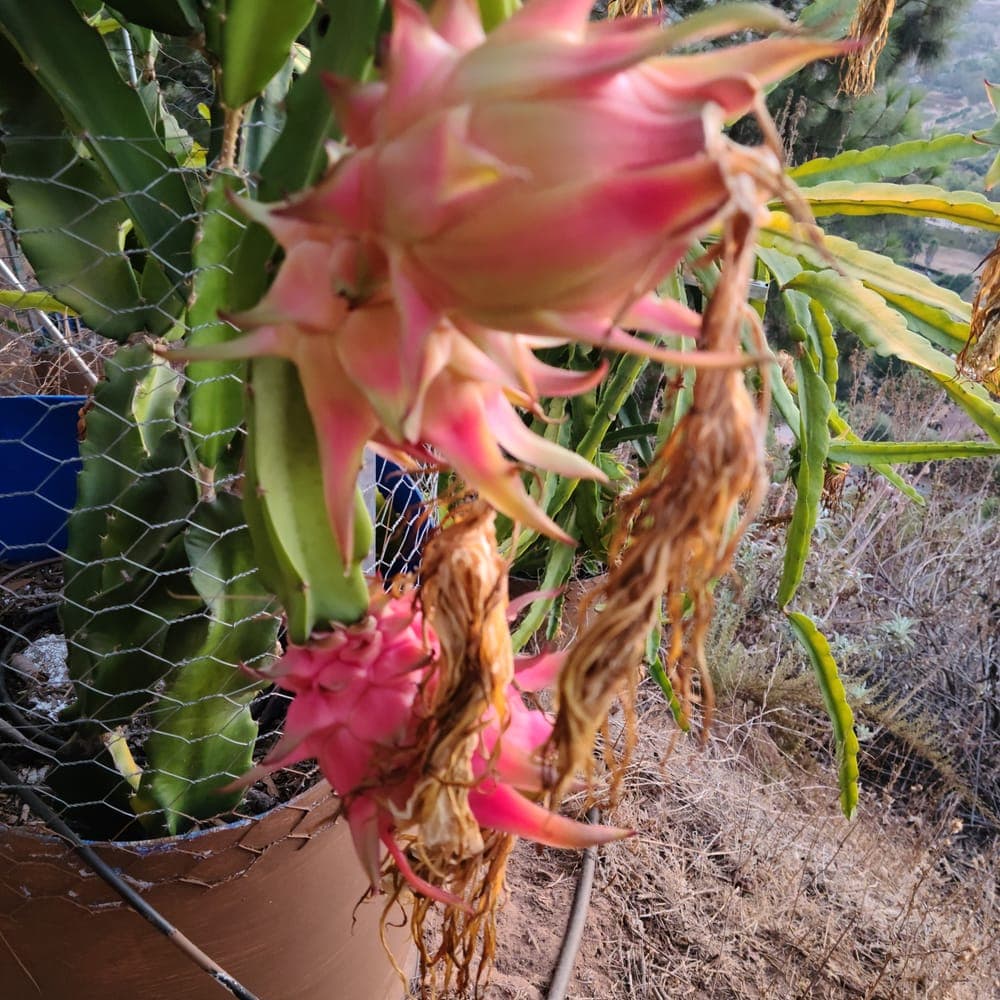Robles Red Dragon Fruit Cutting