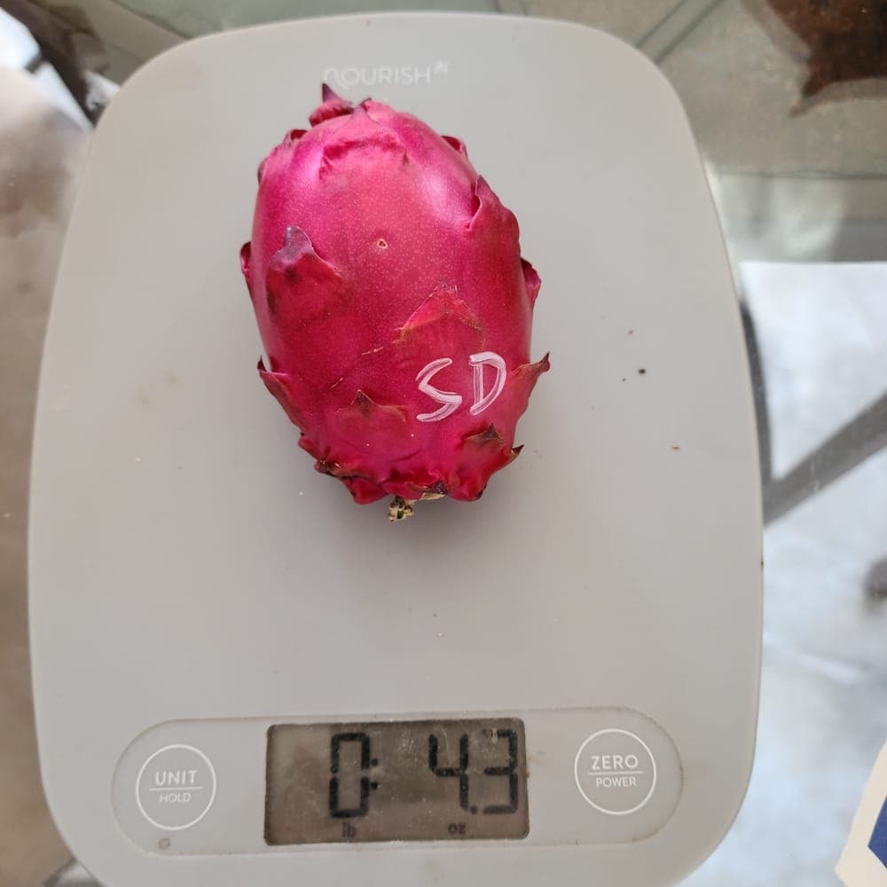 Sugar Dragon Dragon Fruit Cutting