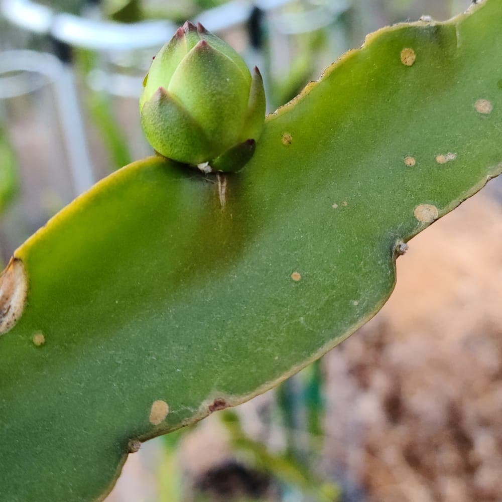 Sin Espinas Dragon Fruit Cutting