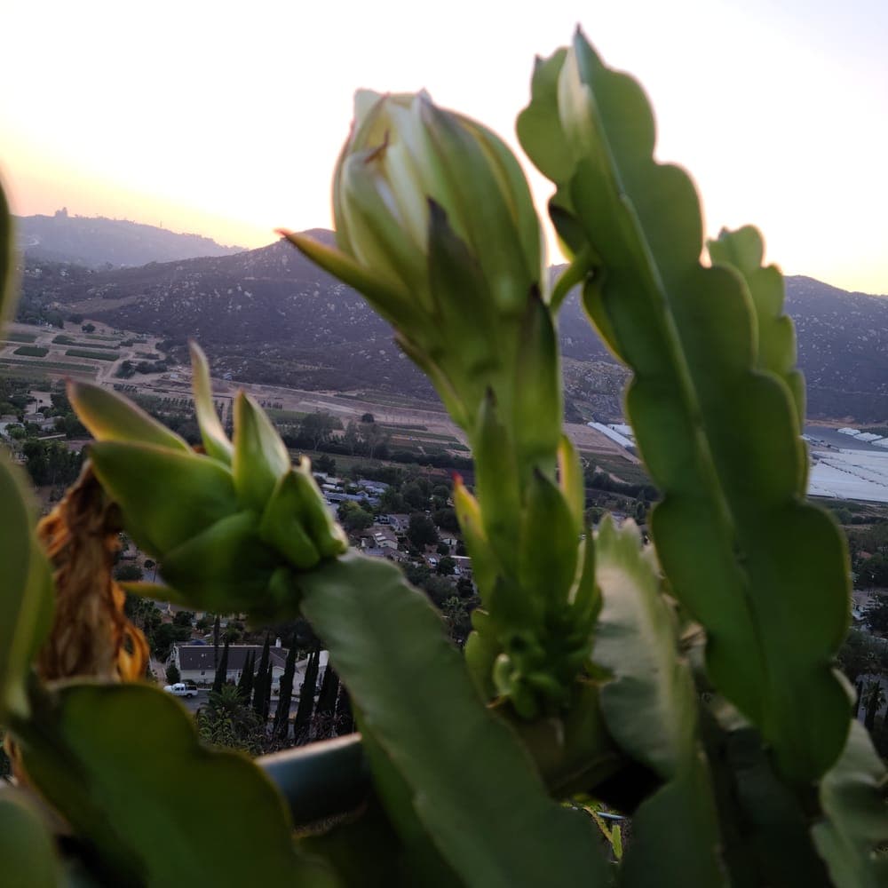 Sin Espinas Dragon Fruit Cutting