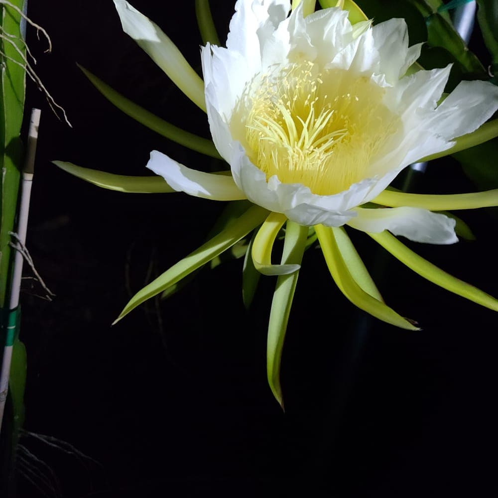 Sin Espinas Dragon Fruit Cutting