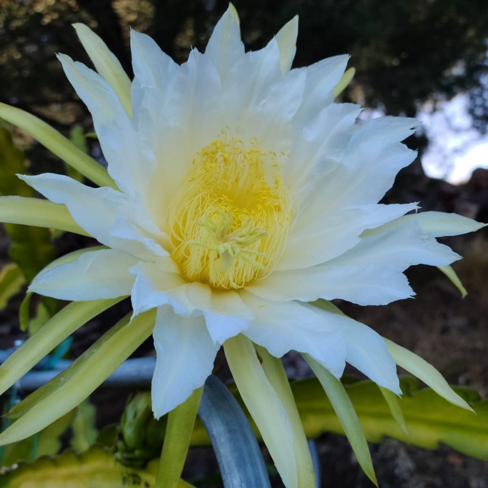 Shayna Dragon Fruit Cutting