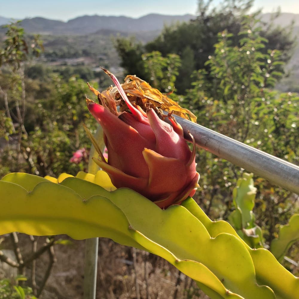 Shayna Dragon Fruit Cutting