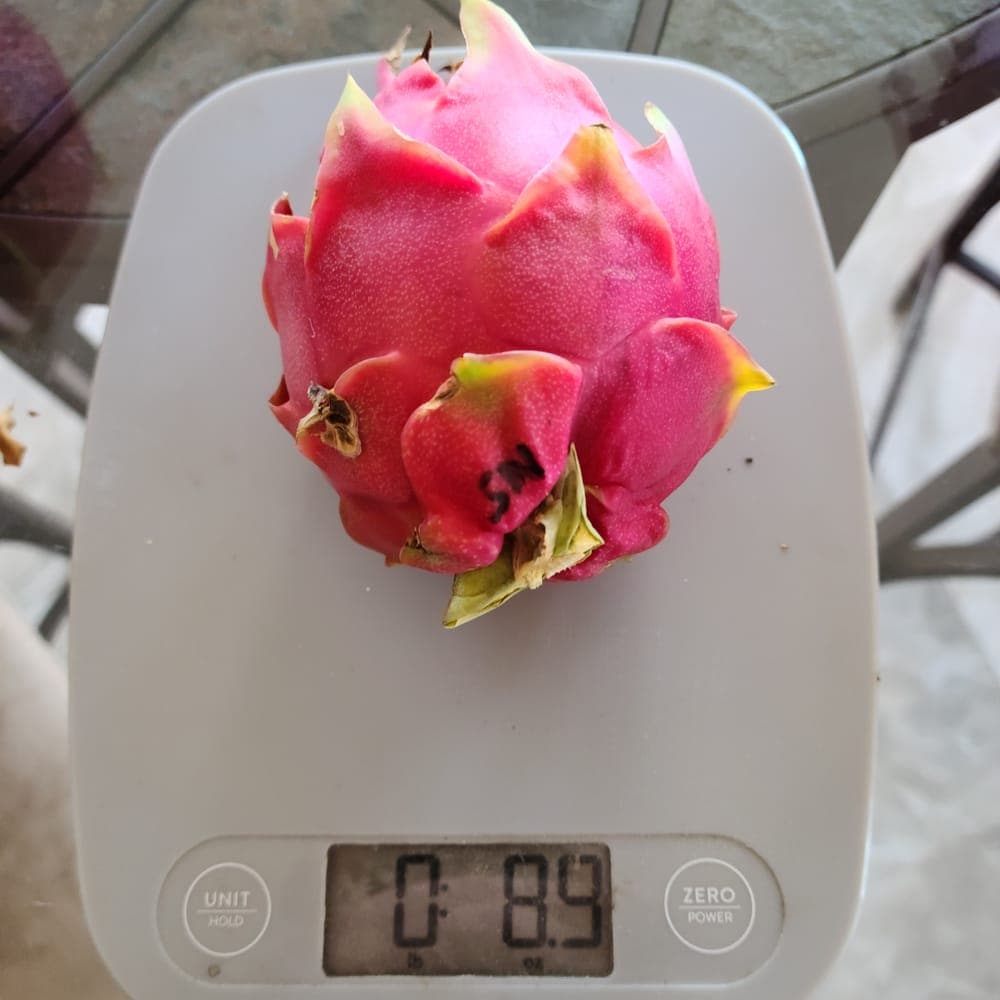 Shayna Dragon Fruit Cutting