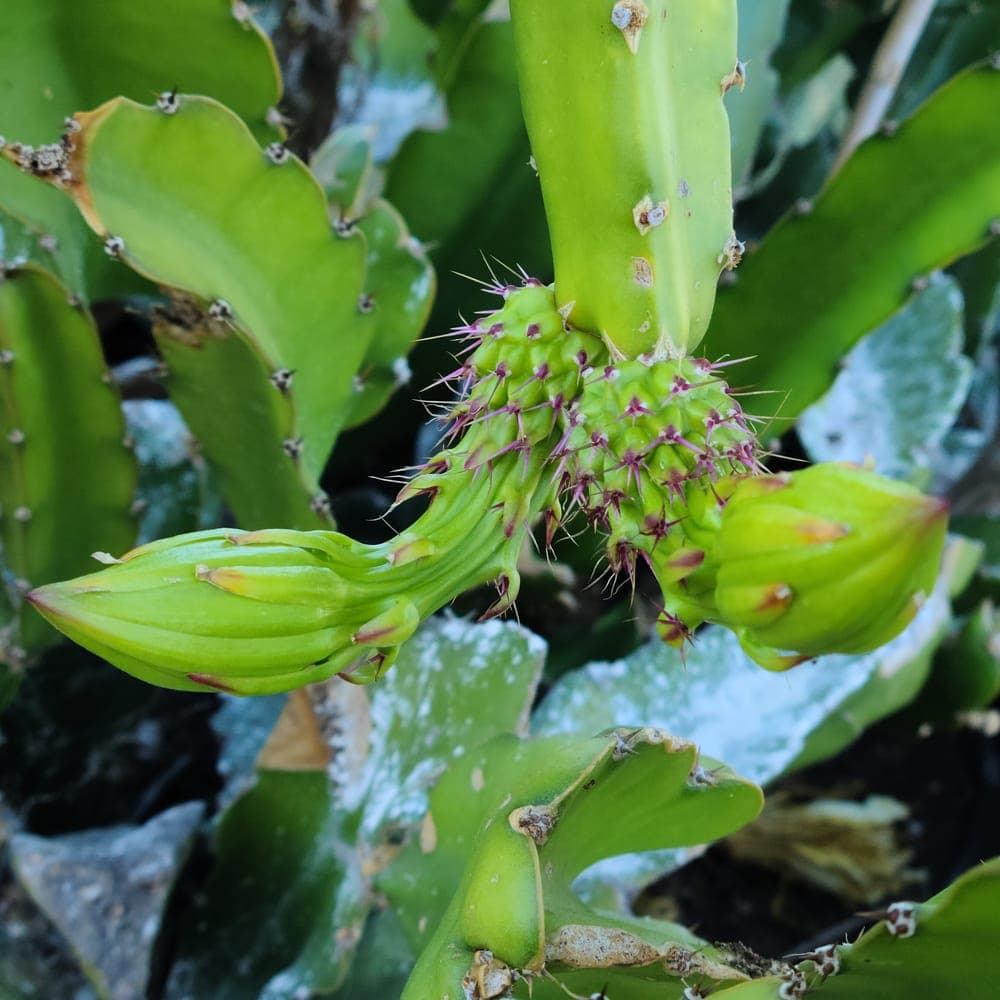 Thick King Dragon Fruit Cutting