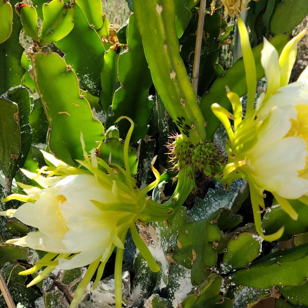 Thick King Dragon Fruit Cutting
