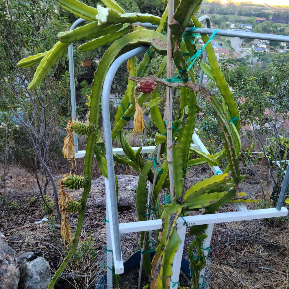 Thick King Dragon Fruit Cutting