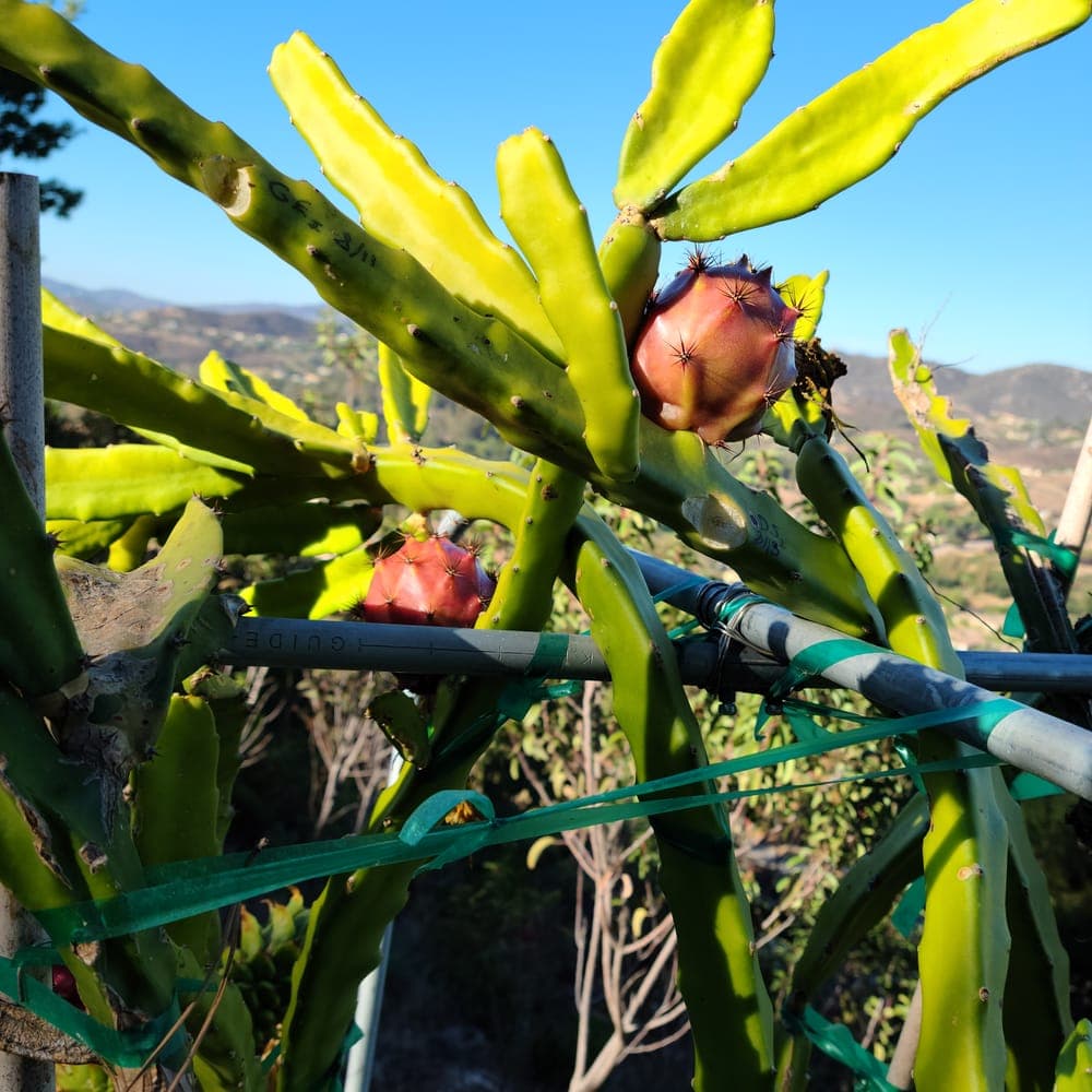 Thick King Dragon Fruit Cutting