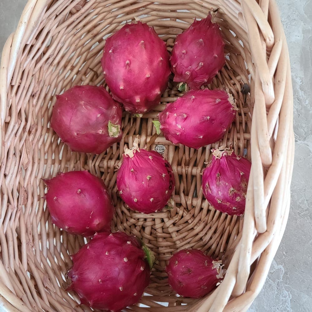 Thick King Dragon Fruit Cutting