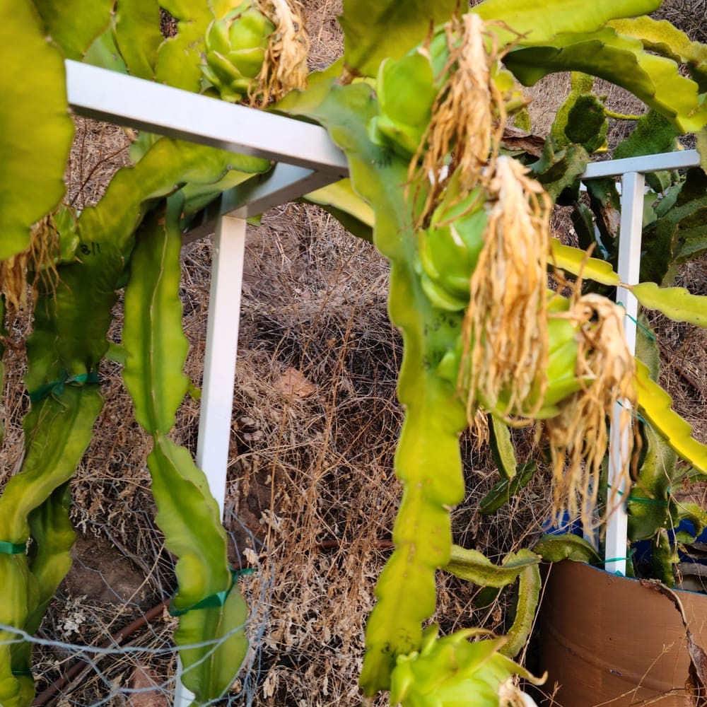 Townsend Pink Dragon Fruit Cutting