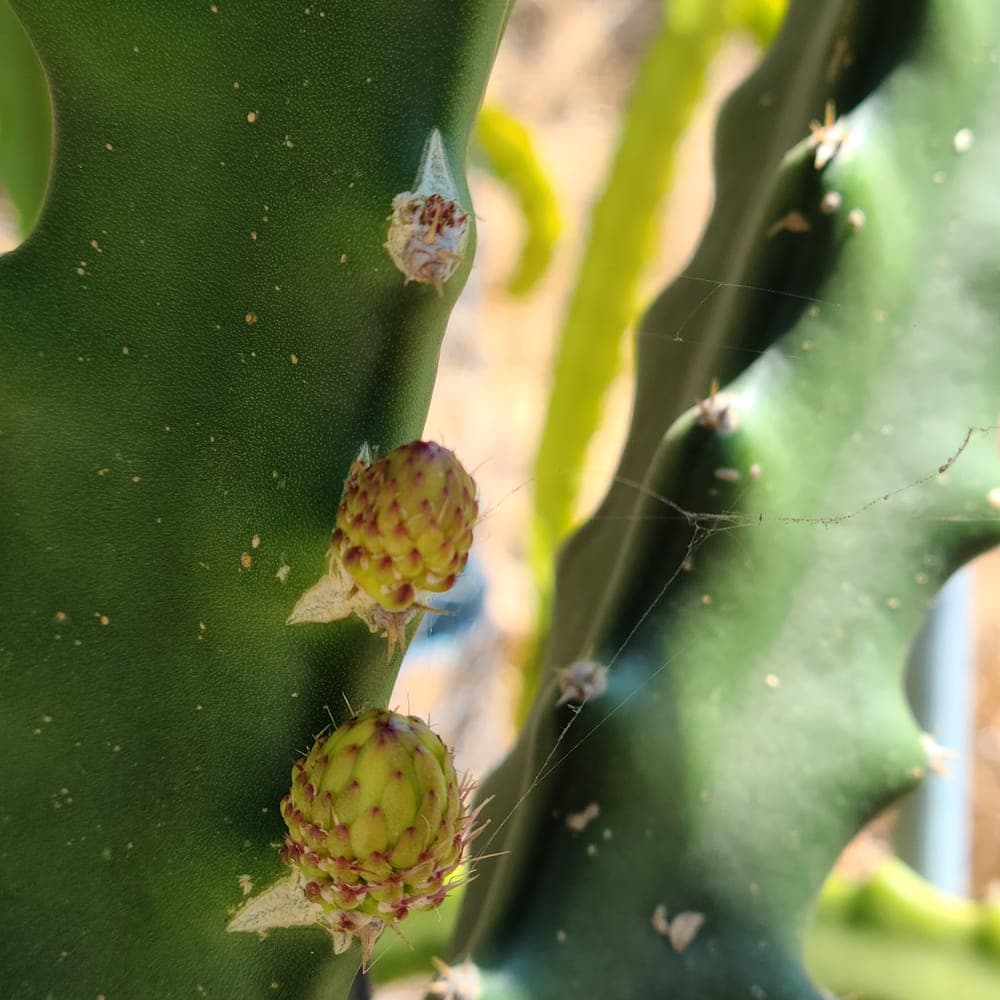 Tasty Dragon Fruit Cutting