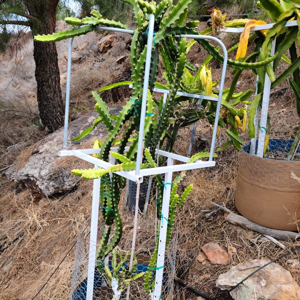 Tasty Dragon Fruit Cutting