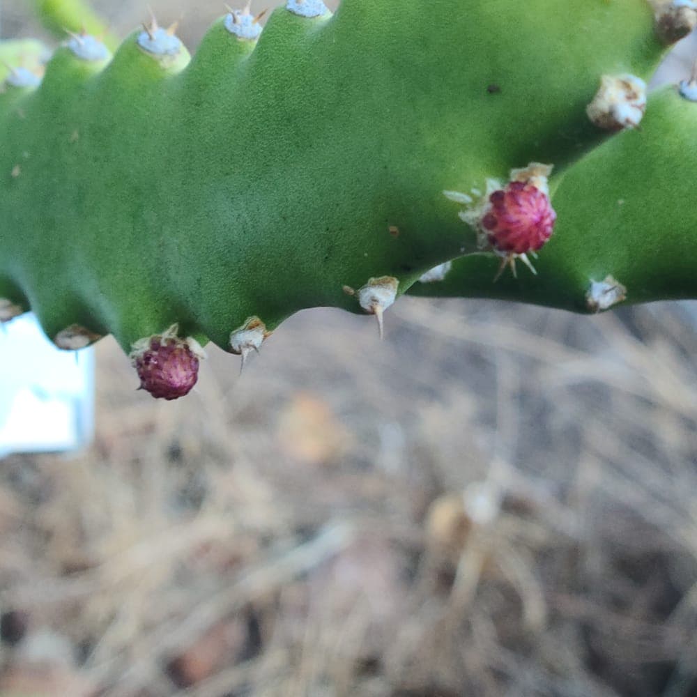 Tasty Dragon Fruit Cutting