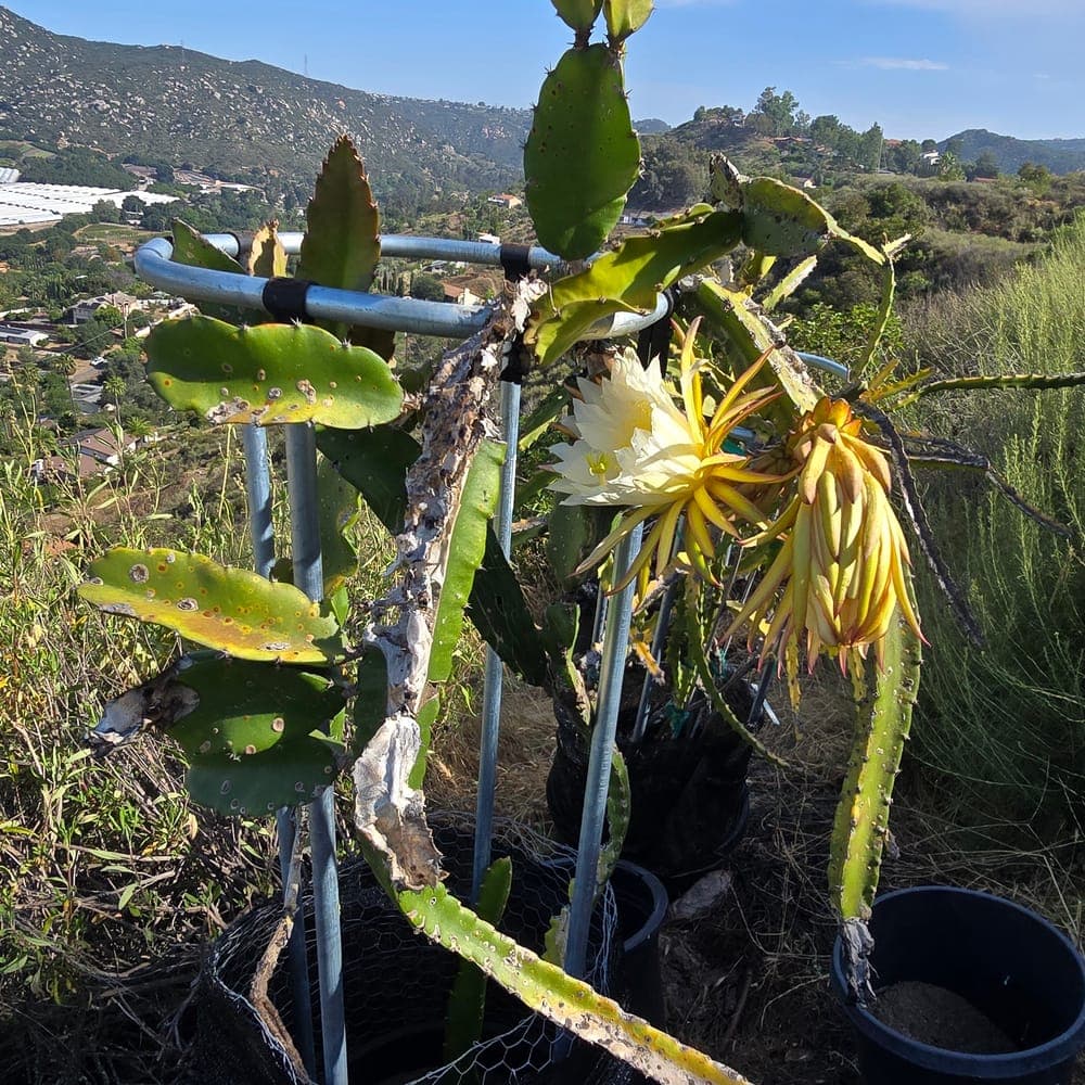 Venus Dragon Fruit Cutting