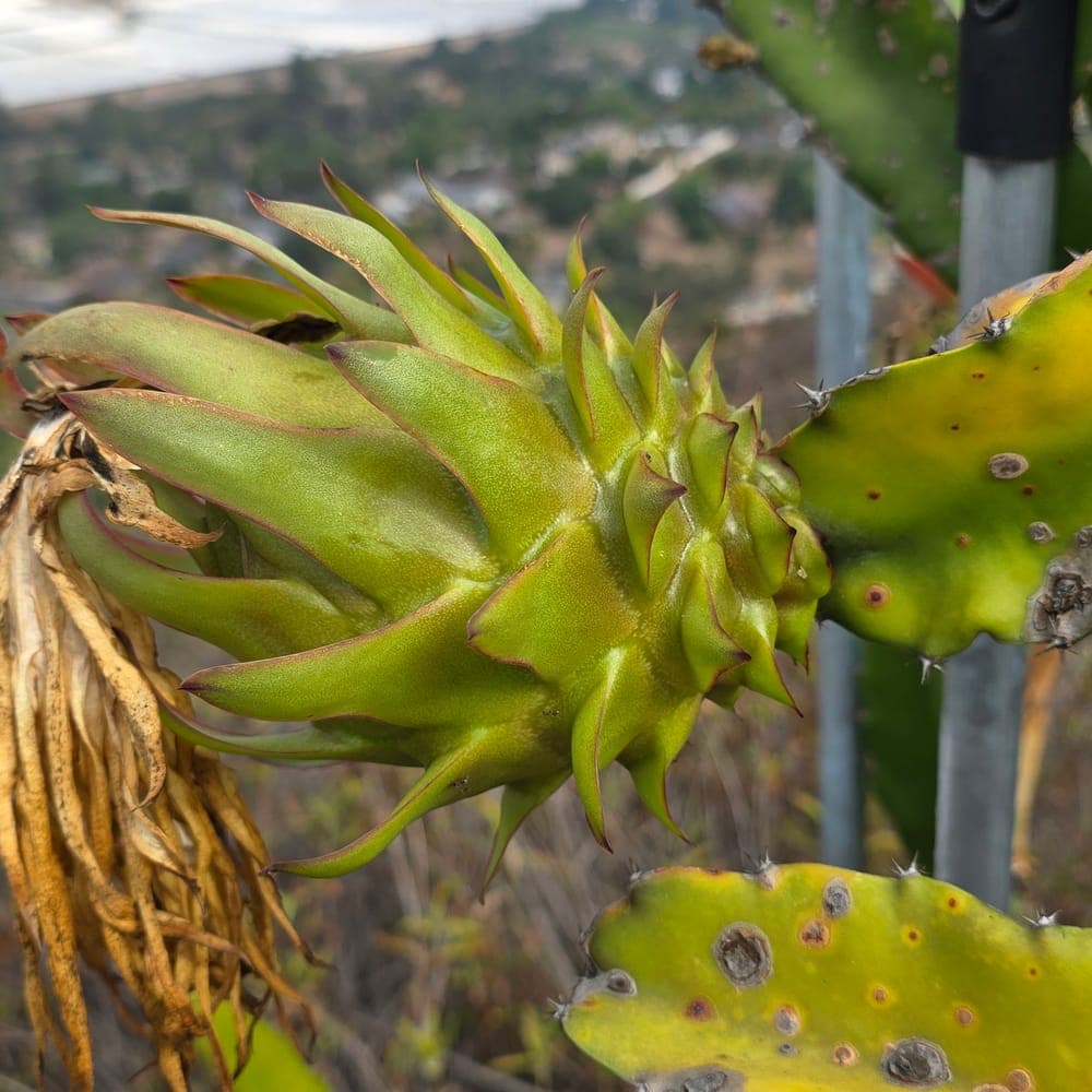 Venus Dragon Fruit Cutting