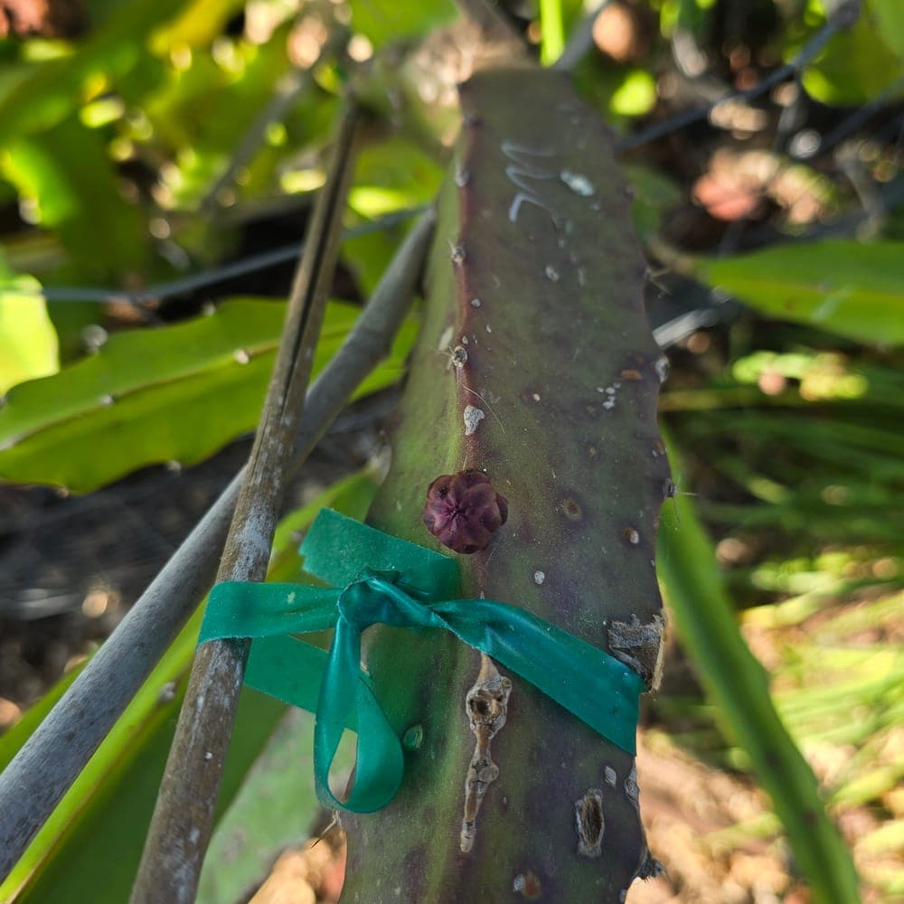 White Crystals Dragon Fruit Cutting