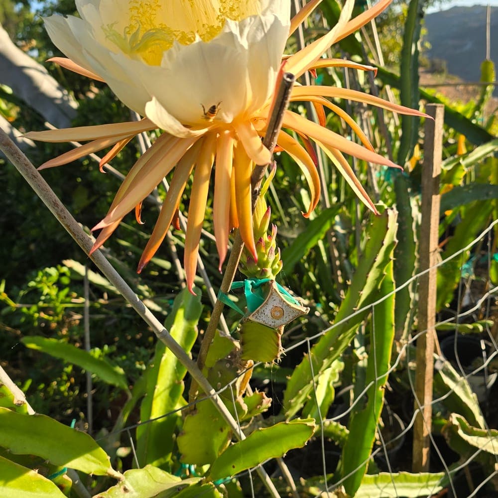 White Crystals Dragon Fruit Cutting