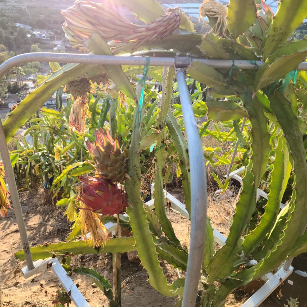 Zamorano Dragon Fruit Cutting