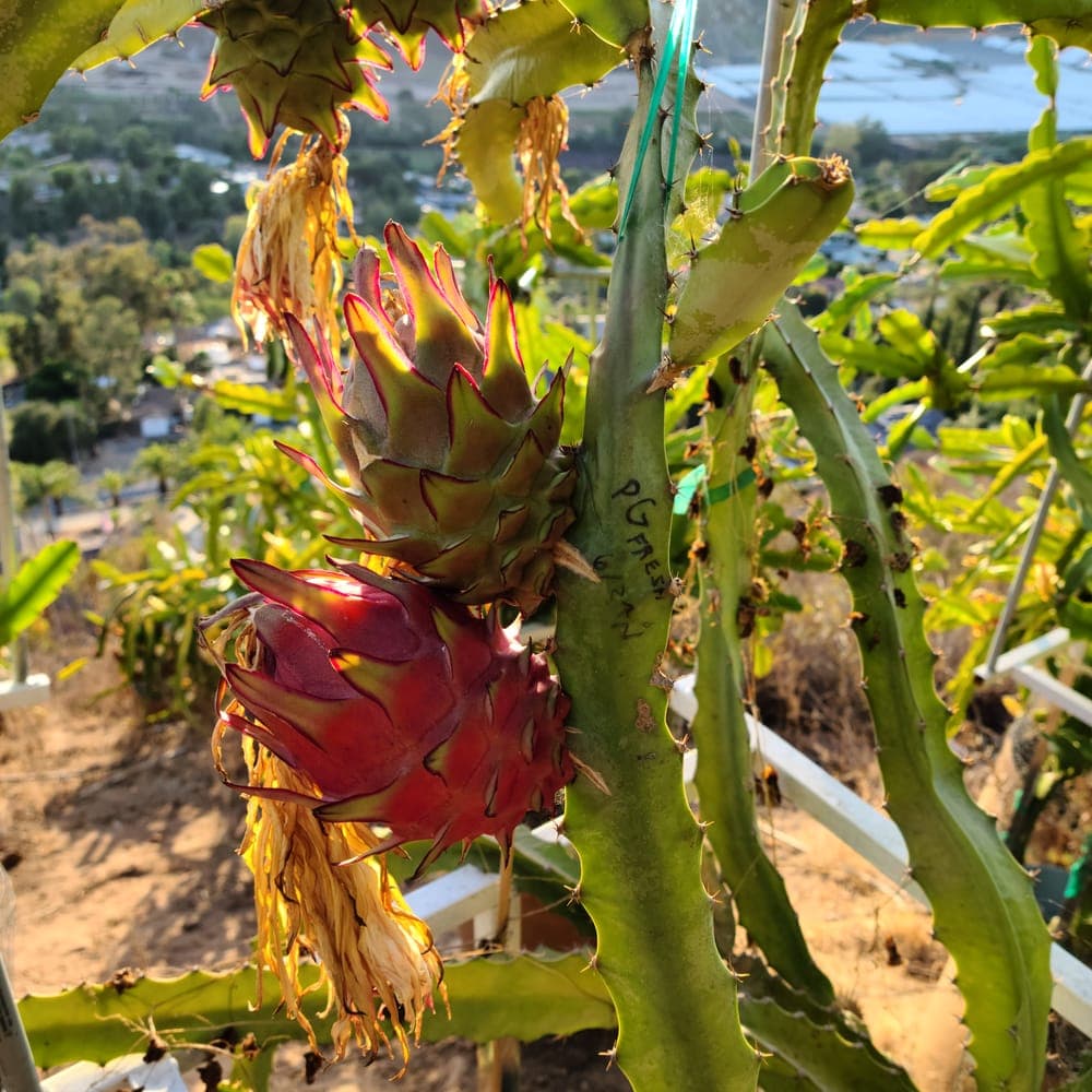 Zamorano Dragon Fruit Cutting