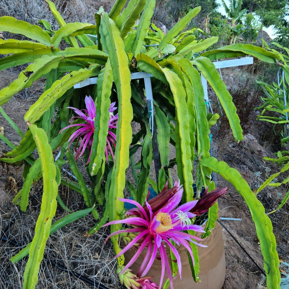 Asunta 3 Dragon Fruit Cutting