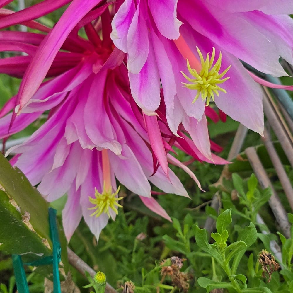 Asunta 5 Dragon Fruit Cutting