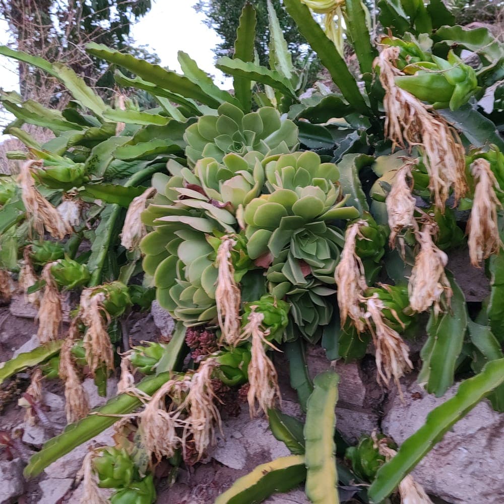 American Beauty Dragon Fruit Cutting