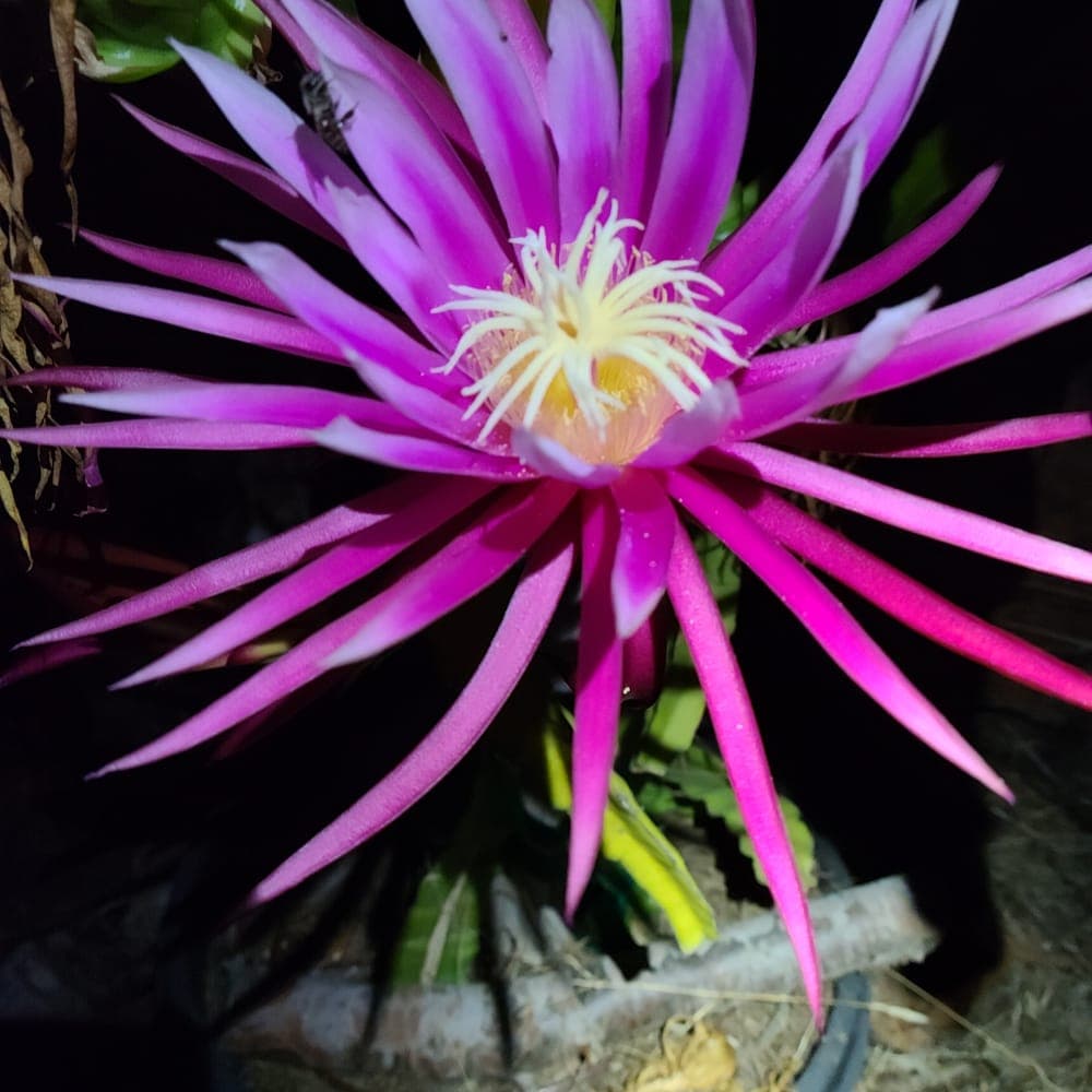 Connie Mayer Dragon Fruit Cutting