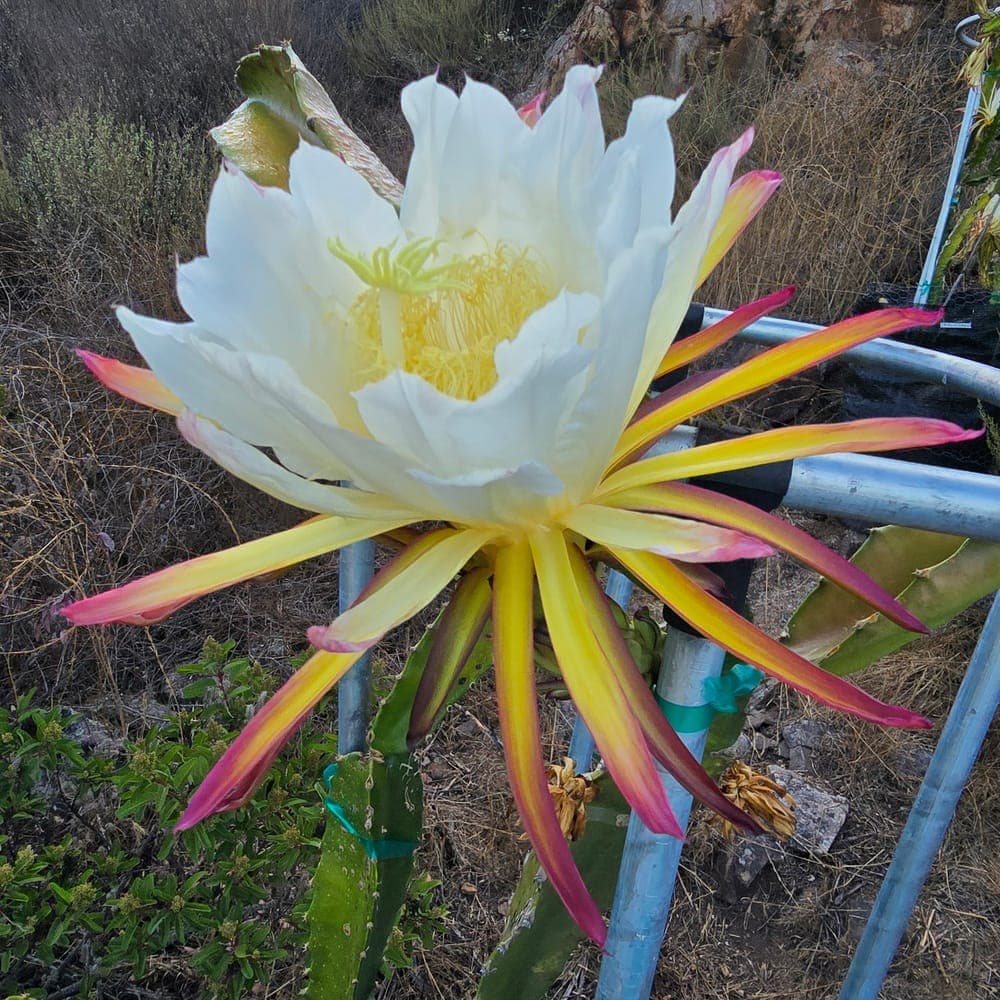 Country Roads Dragon Fruit Cutting