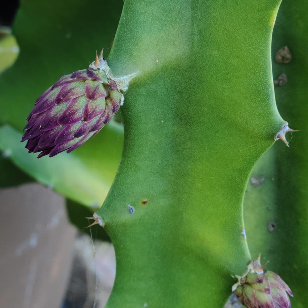 Desert King Dragon Fruit Cutting