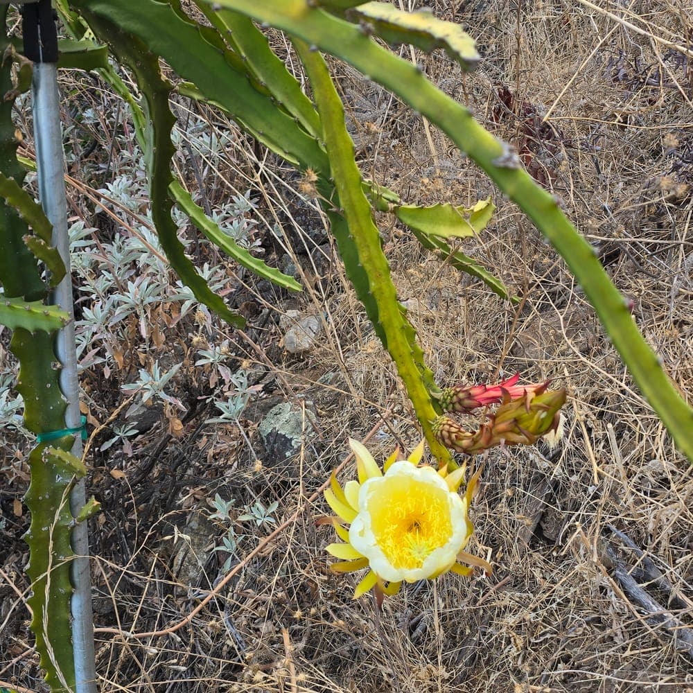 CFA DK16 Dragon Fruit Cutting