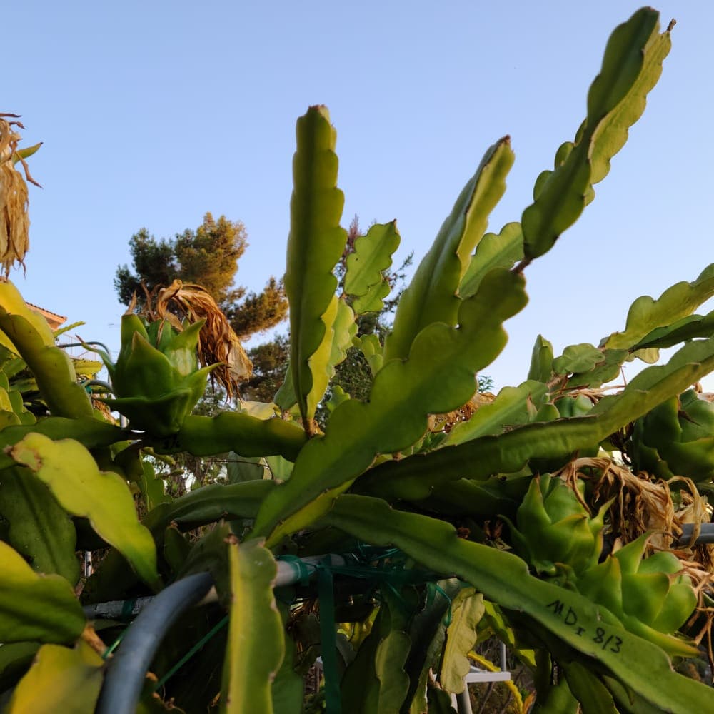 Delight Dragon Fruit Cutting