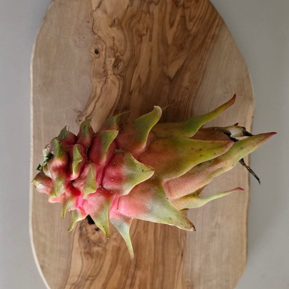Desert Princess Dragon Fruit Cutting