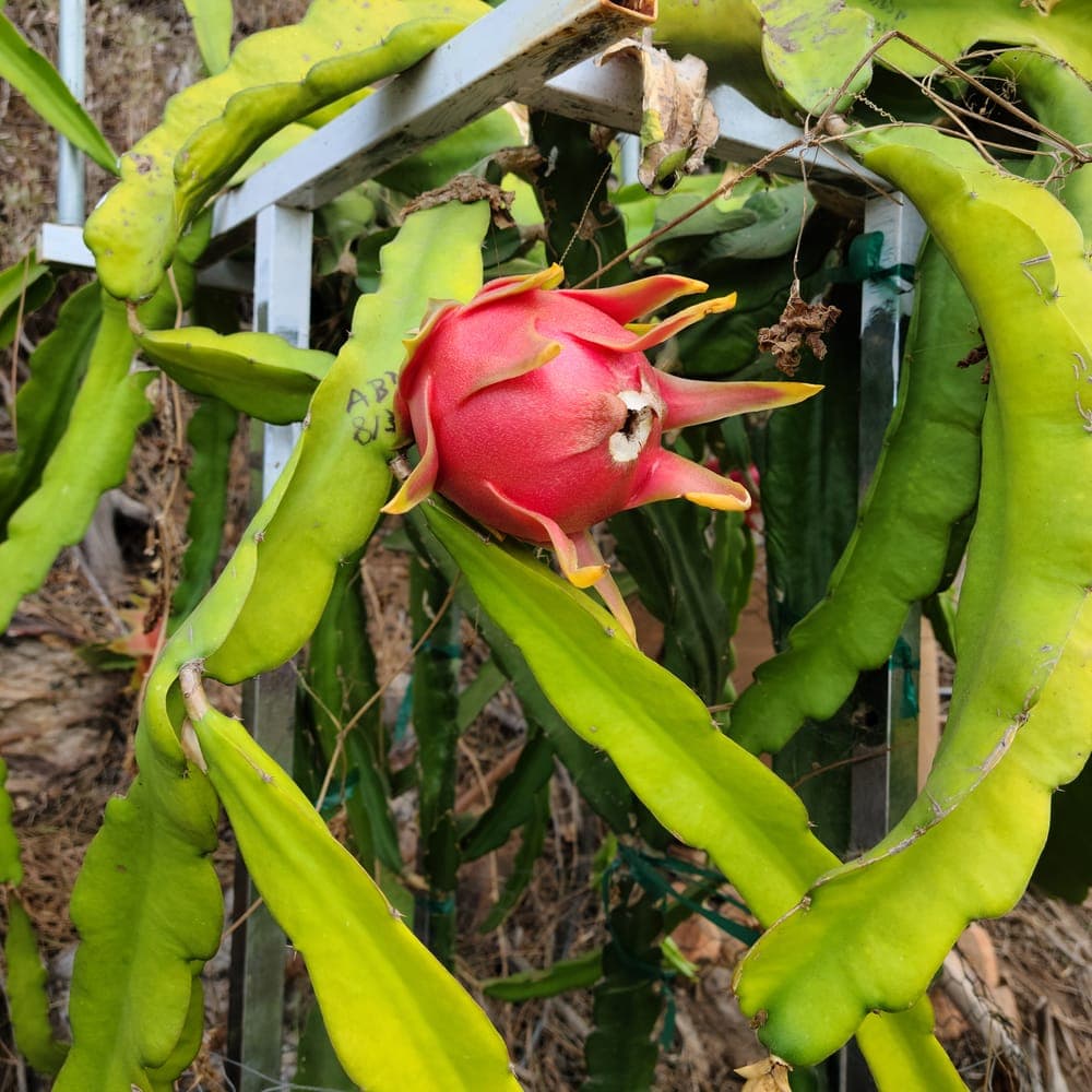 Dark Star Dragon Fruit Cutting